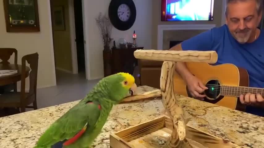 Parrot singings very funny