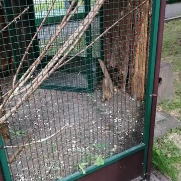 Beautiful squirrels in a cage.