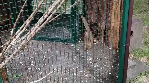 Beautiful squirrels in a cage.