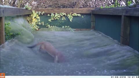 Weasel Plays on Garden Trampoline