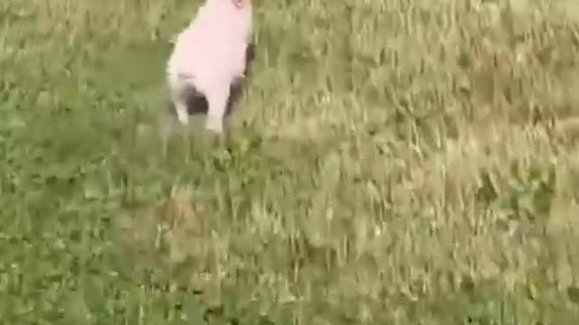 Videos