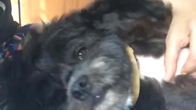 Funny Dog