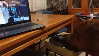 Rhodesian Trying To Understand Danish