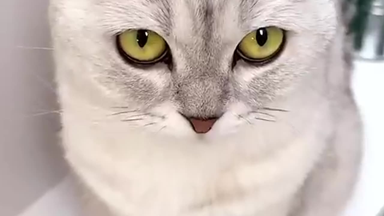 Cats… #cat #cat #cute #kitten #pets #meow #videos #shorts #dog