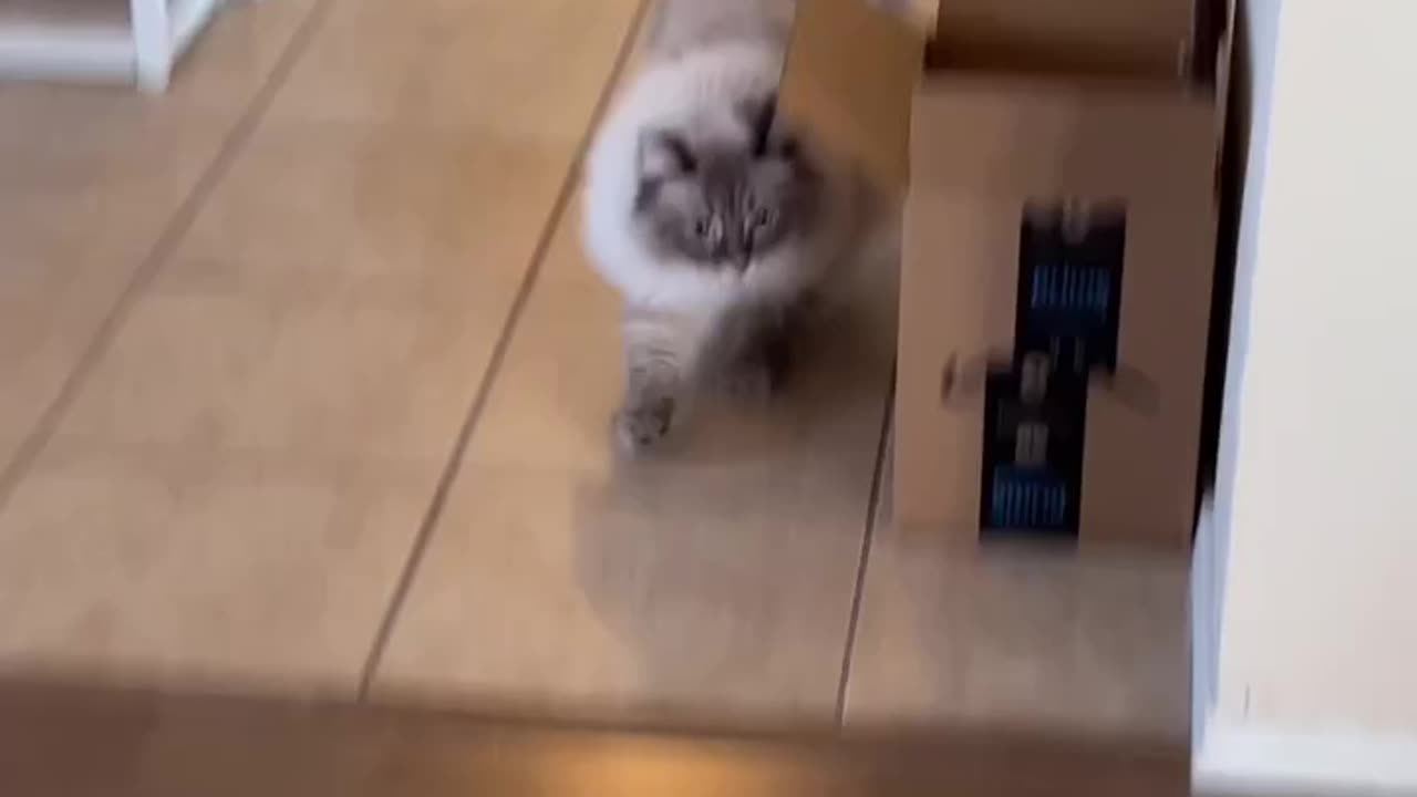 Normal Cats