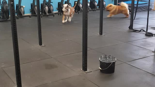 Puppies Do Their Own Workout At Dog-Friendly Gym