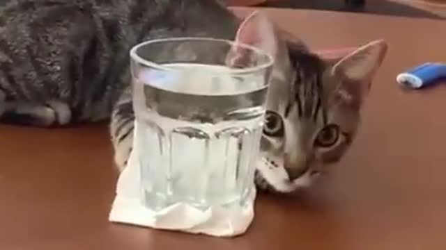 clean it human