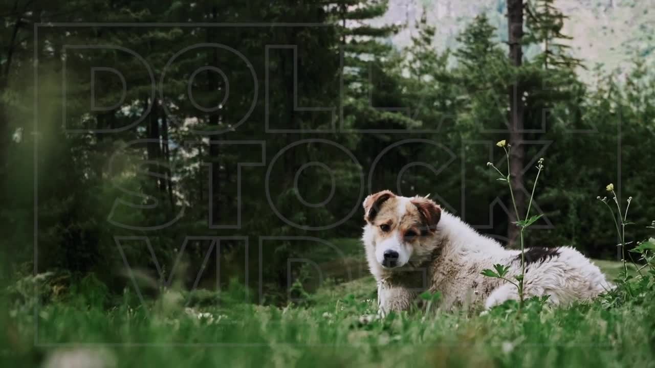 Dog Lays Down in Field of Grass in the Mountains | Dog Laying the Woods