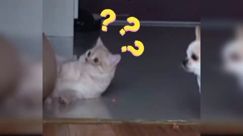 cute and funny cat video