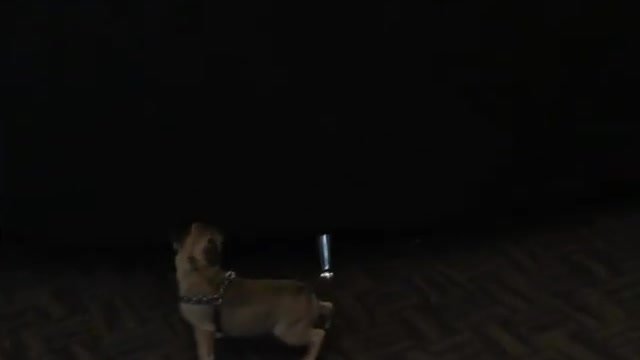 The chase is on dog vs girl | Funny Dog