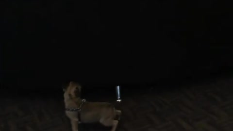 The chase is on dog vs girl | Funny Dog