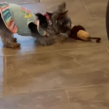 Tiny Yorkie dog unleashes her rage on a stuffed toy