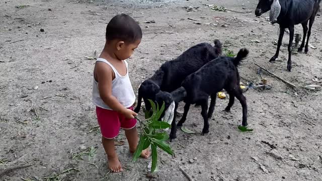 Baby and baby goats😅😂