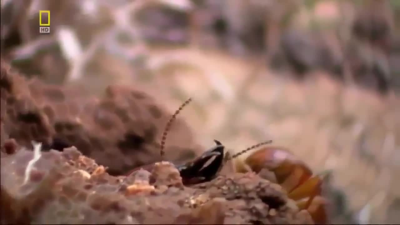 The Wild World of Army Ants!!!