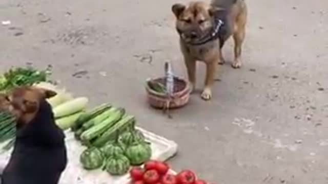 Dog going for shopping