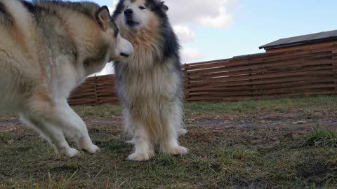two friendly dogs