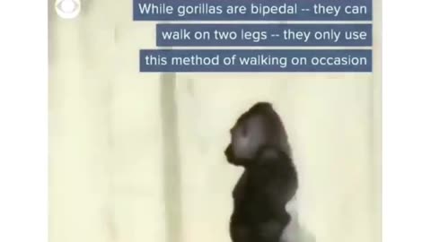 Have you seen a Gorilla walking on two legs.