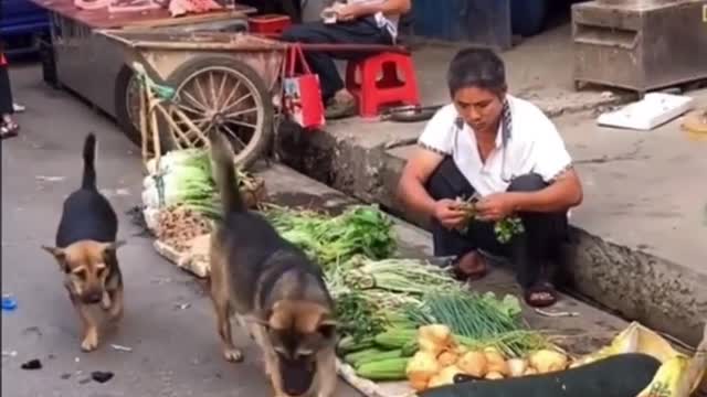 What happens when the dog goes to the market ?