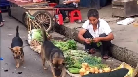 What happens when the dog goes to the market ?