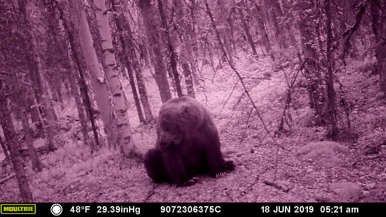 Brown Bear Back Scratches