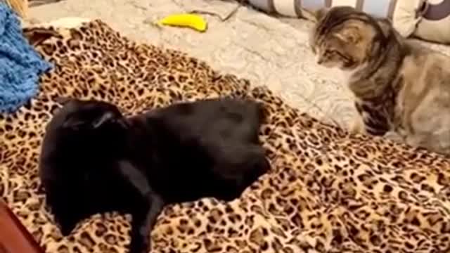 Funny cat's video 2021