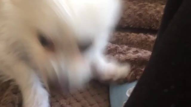 Dog doesn't like nail polish