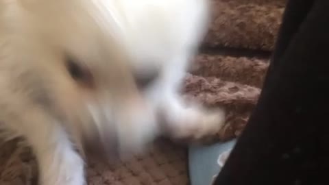 Dog doesn't like nail polish