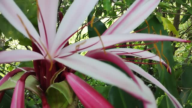 Beautiful flowers in jungle