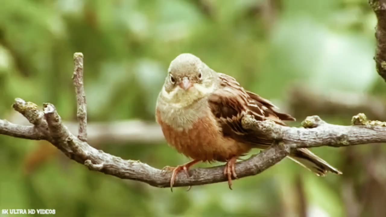 Beautiful birds in the wild/Nature