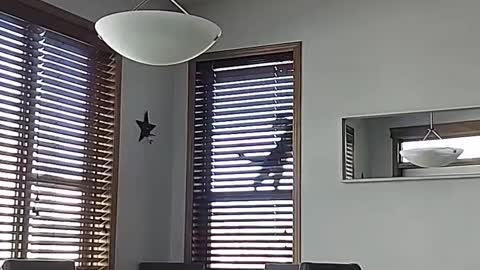 Kitty Takes a Plunge from the Window Sill