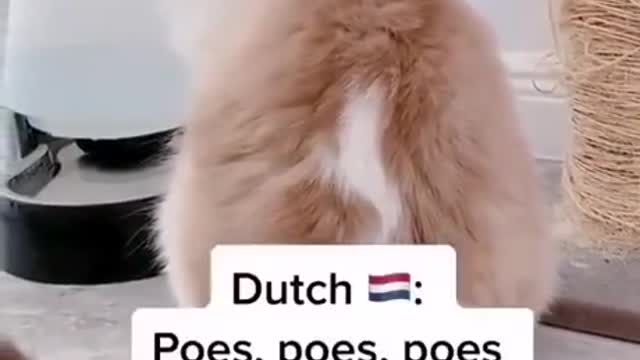How To Know Your Cat's Origin