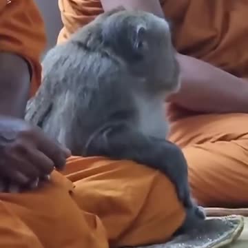This wild monkey calmly meditates with monks in Thailand | USA TODAY