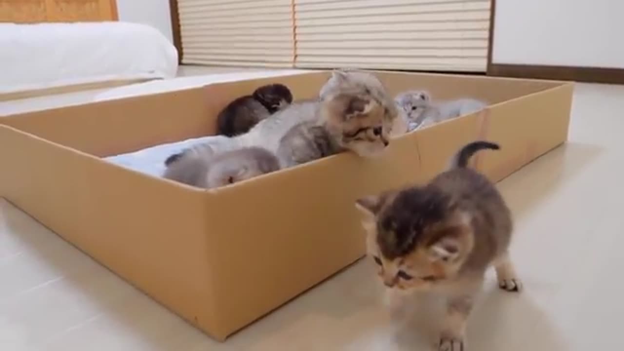 Animals funny video