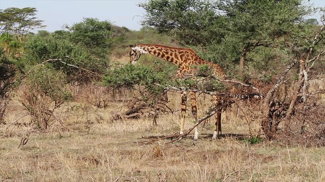 Giraffe eats leafs of tree in Africa