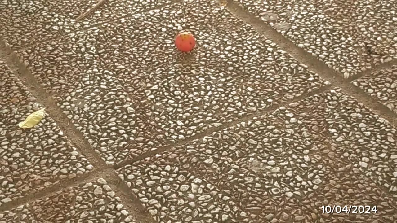 Un ratito en la Plaza de la Cruz - Tacuarembó, Uruguay (10/04/2024)