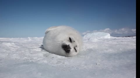Baby seal stay around on a sunny day.