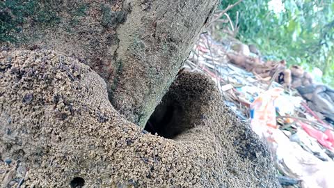 Ants' homes and their daily lives