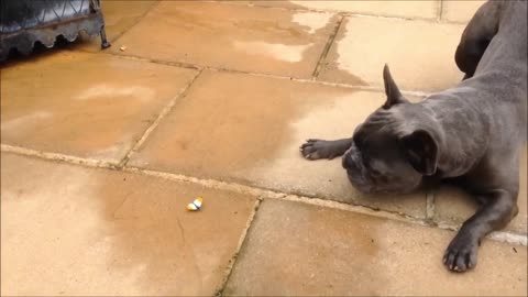 Funny French Dog play with a Butterfly!