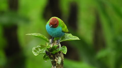 Beautiful bird👌👌amazing 🧚‍♂️