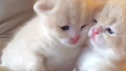 Cute cat video in viral song 😍