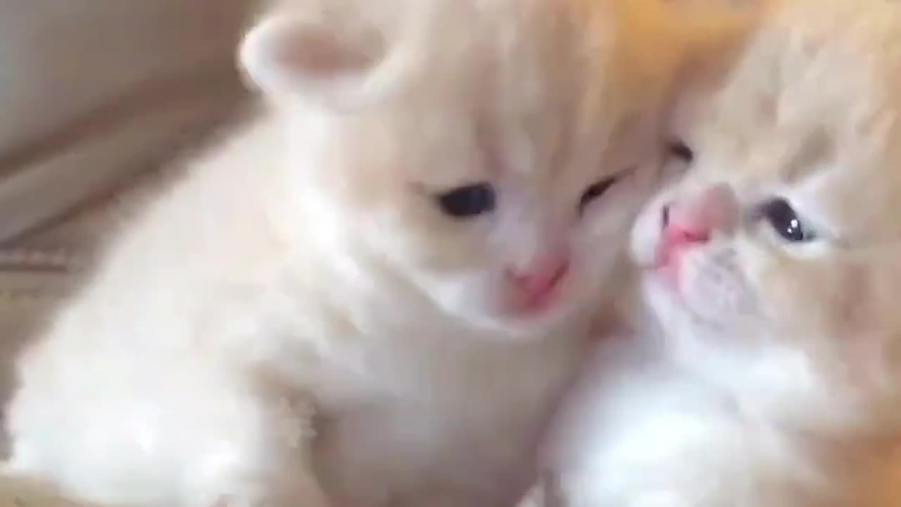 Cute cat video in viral song 😍