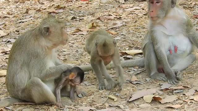 Fuuny animals# Funny Monkey babies - Playing like Little imps! #114# love animals.