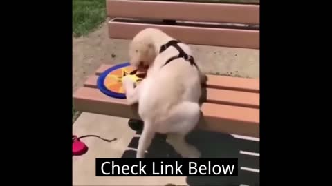 Funny and Cute Puppy Trying to Jump on a Bench