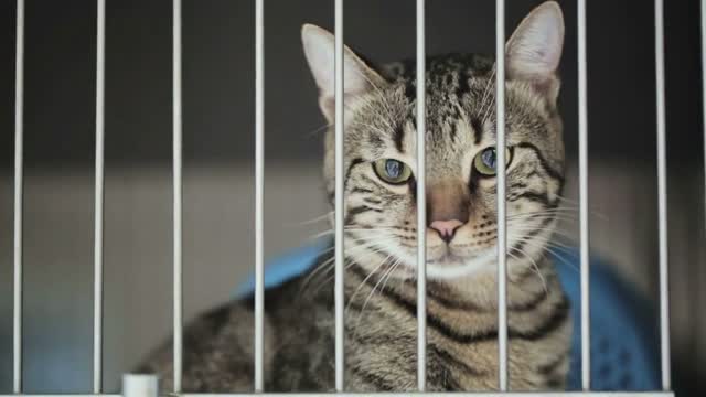 A house cat behind bars of a vet clinic cage