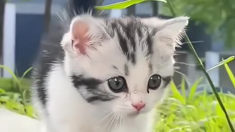 Cute Cat Walking