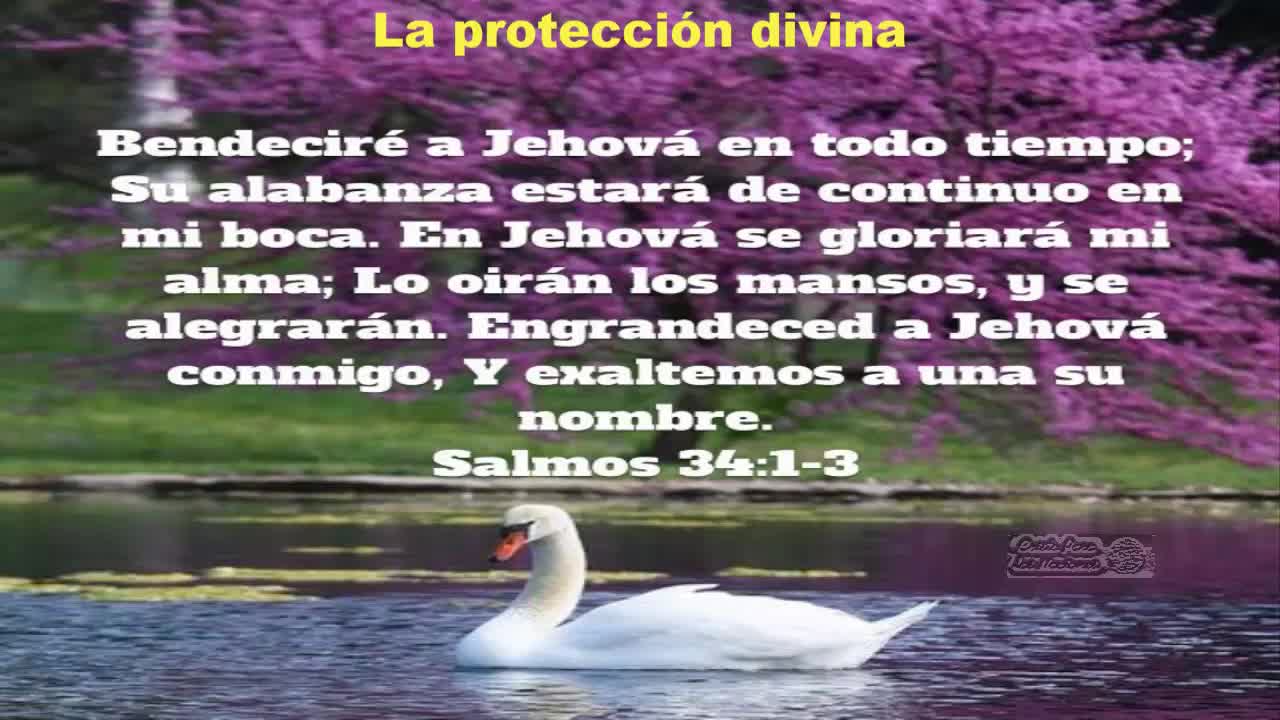 LA PROTECCIÓN DIVINA