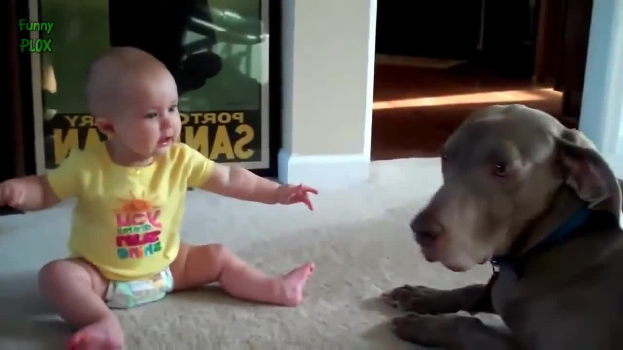 Funny cats , Dogs and babies playing together - Cute Dog & cat & baby compilation Dogs life