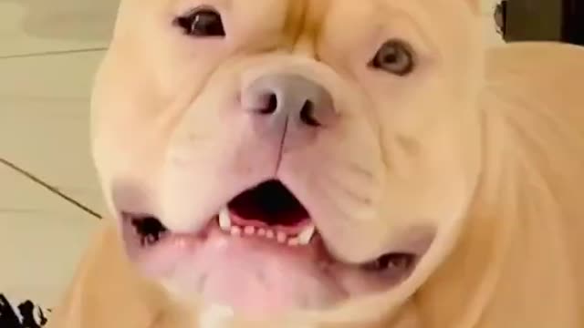 Jamson American bully dog agressive dog video