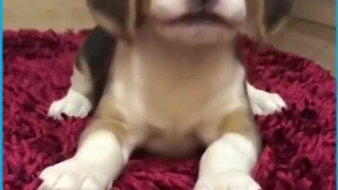 adorable puppies first time howling