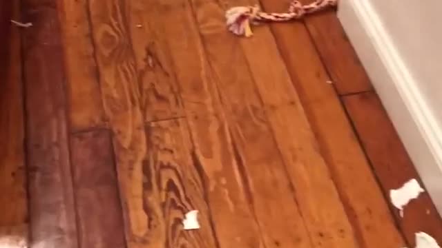 Brown puppy chews up trash on wood floor